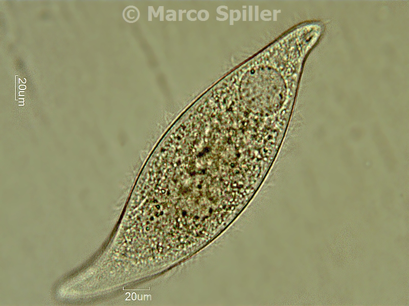 Amphileptus